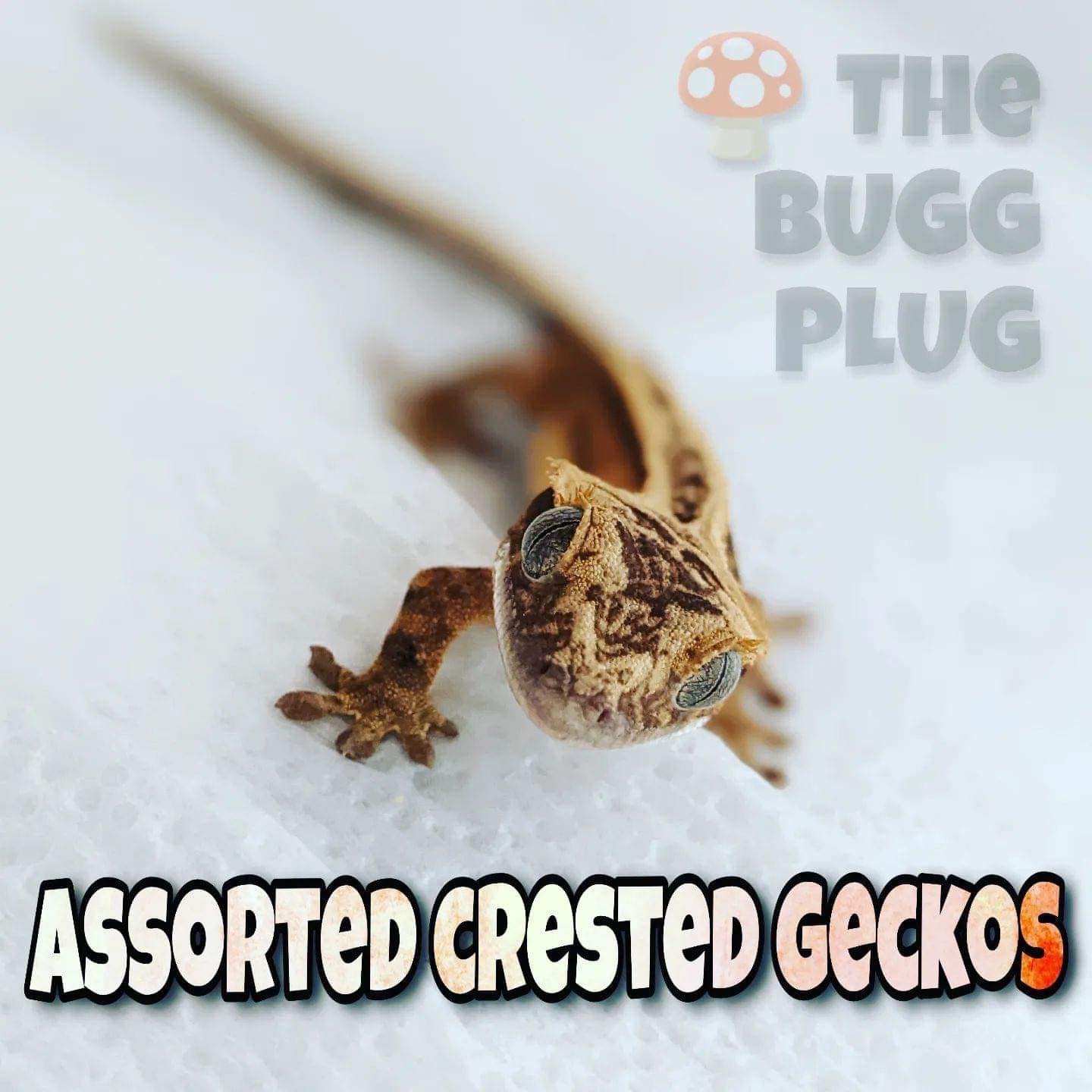 Vendor List Kentucky Reptile Expo, LLC